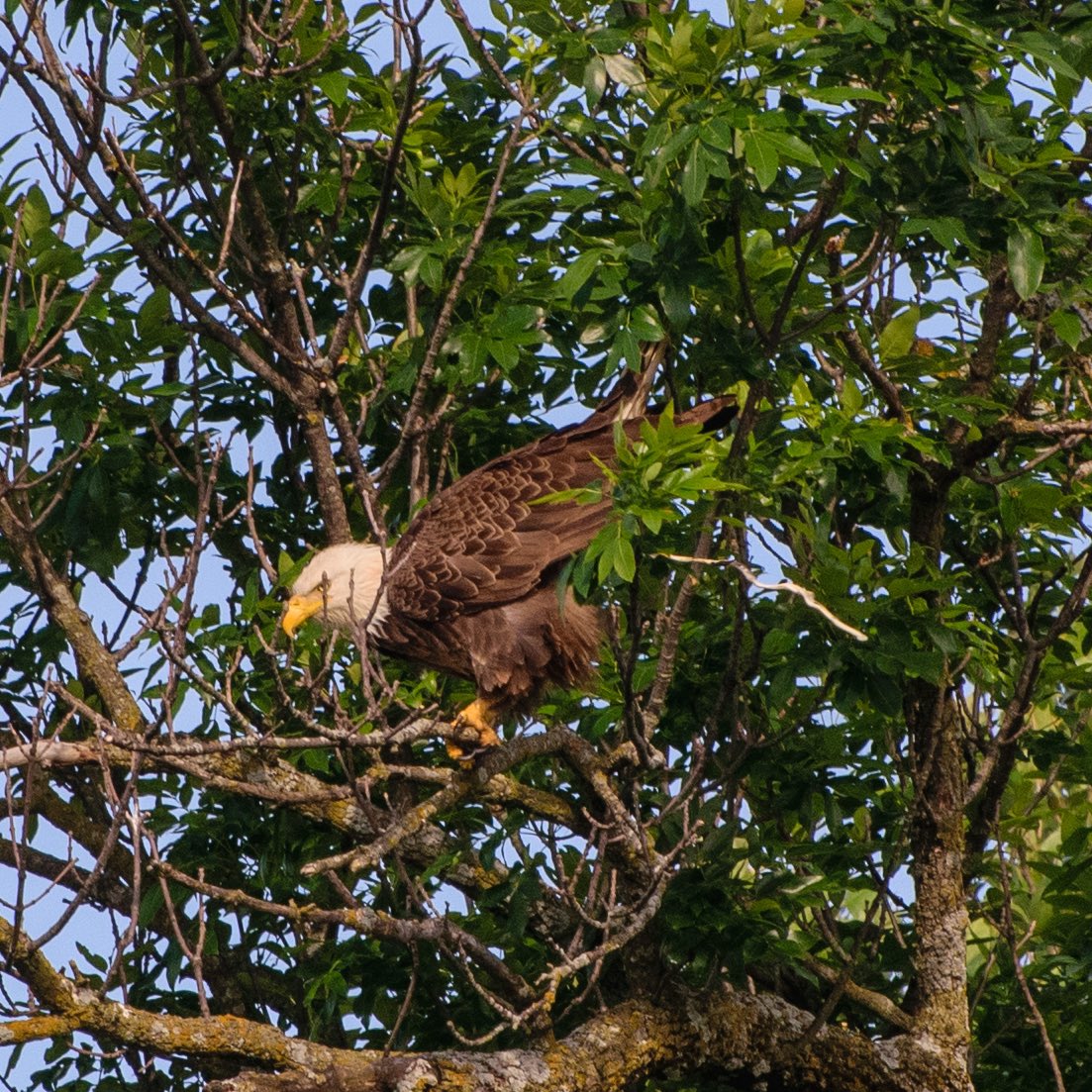 bald eagle take a dump