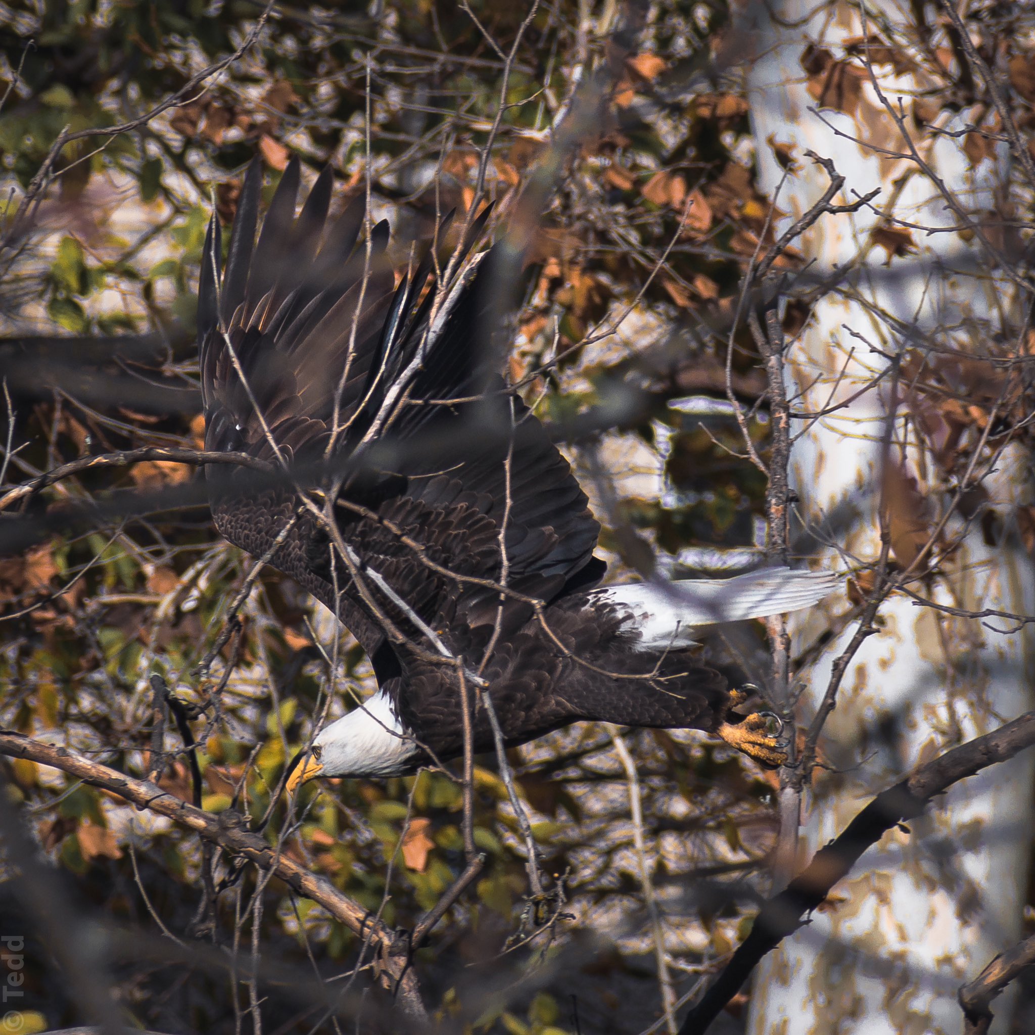 bald eagle hunting for more shits to give