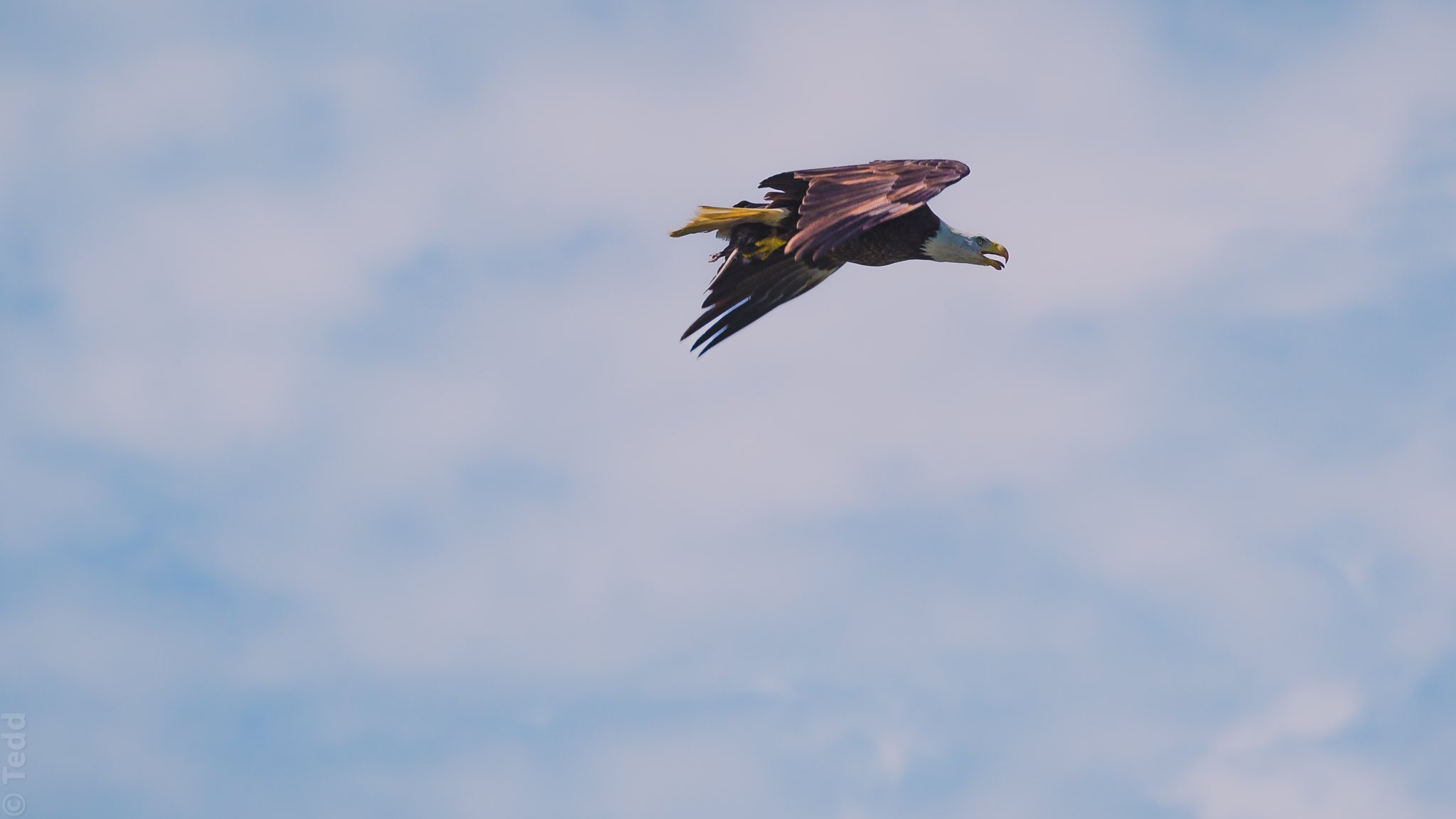 bald eagle carrying a possum home for lunch