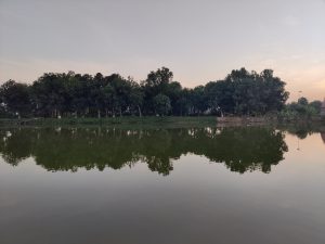 Reflection of trees in the water.