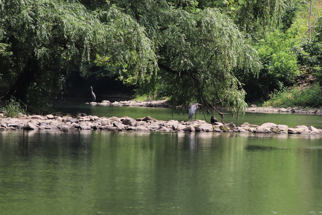 The Great Blue Heron is a common sight at all of the Northern Area Dam & Reservoir Projects’ from headwaters to tailwaters. They are the largest of the dark herons measuring 38-53 inches long with a 70-inch wing-span!