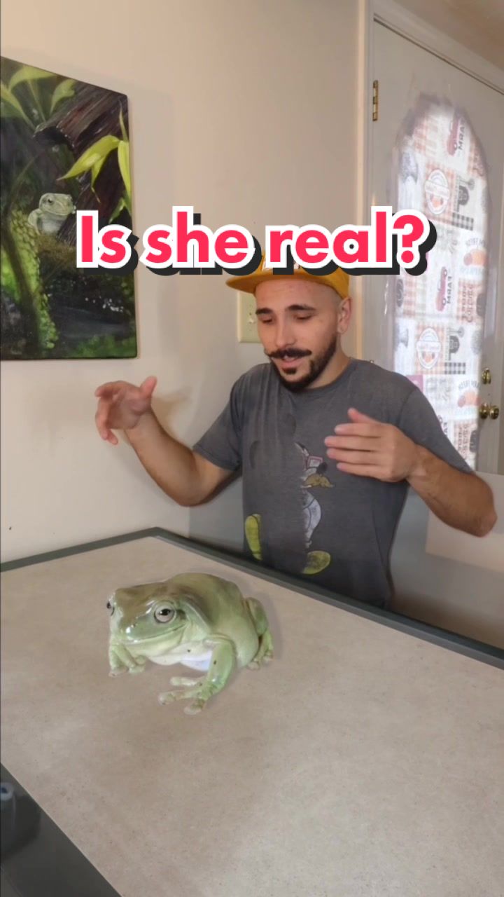 Replying to @theofficalrellielou16 Is Dumpy my tree frog real? Let’s talk about it. Dumpy the famous giant tree frog is an Australian whits tree frog they typically get 4-5 inches in size, a portion of people think she is fake and is CGI but she is not, I do use perspective vfx tricks to make her appear larger then life sometimes but she is REAL and she has a huge personality. #Dumpy #giantfrog #realorfake #factorcap #cgi #vfx #ohio #onlyinohio #storytime #artist #WaitWhat #cameraman #videogames #jurassicpark 