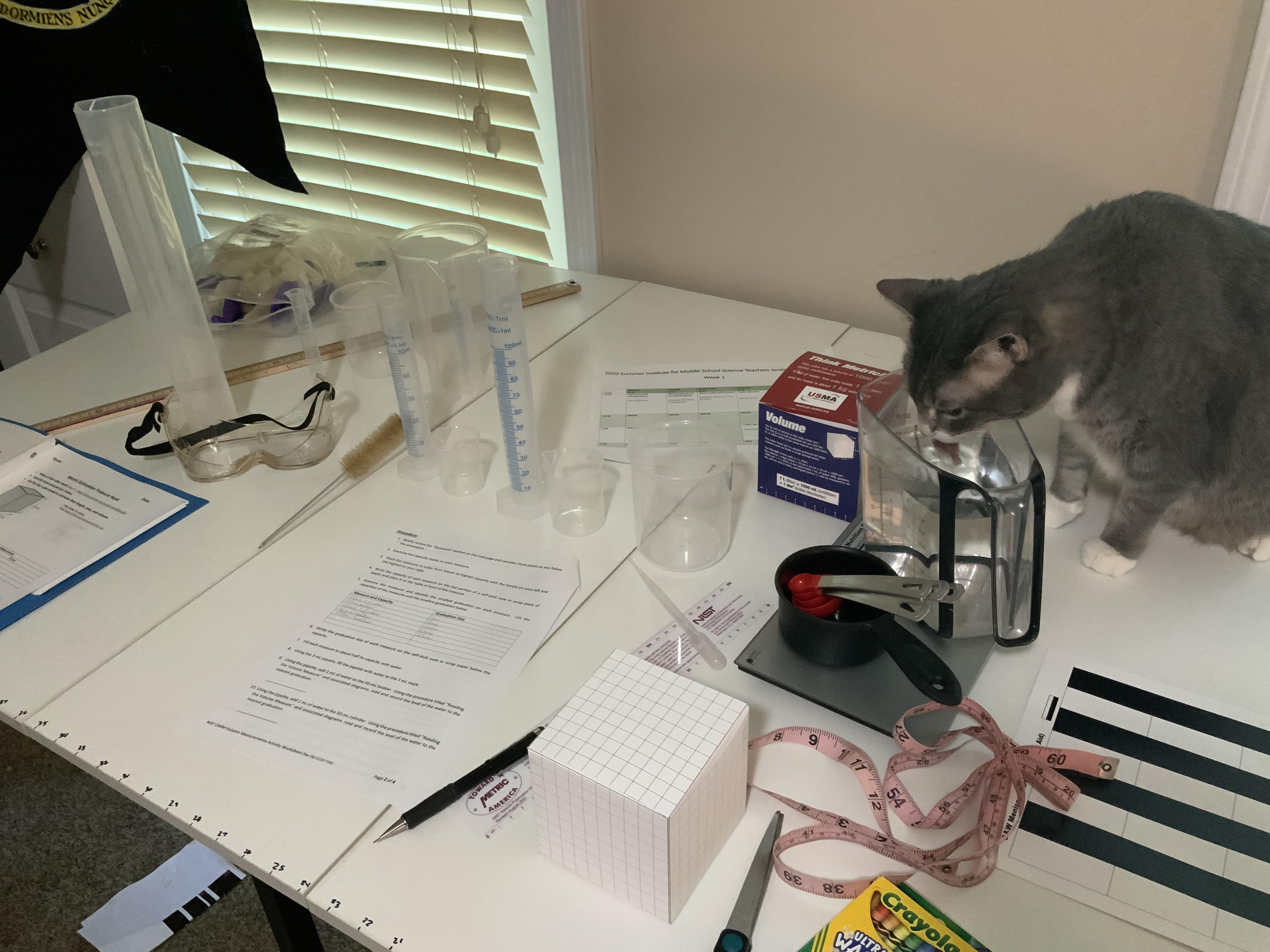 A table with multiple measuring cups and cylinders. A cat drinks water from the liquid measuring cup.