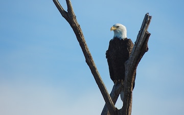 USACE’s Albuquerque District holds eagle watch, 67 eagles counted