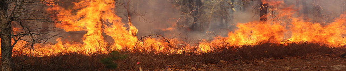 A fire burning in a forest