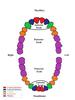 A diagram showing the the teeth of the upper and lower human jaws, with central incisors, lateral incisors, canines, premolars and molars appearing in different colors.