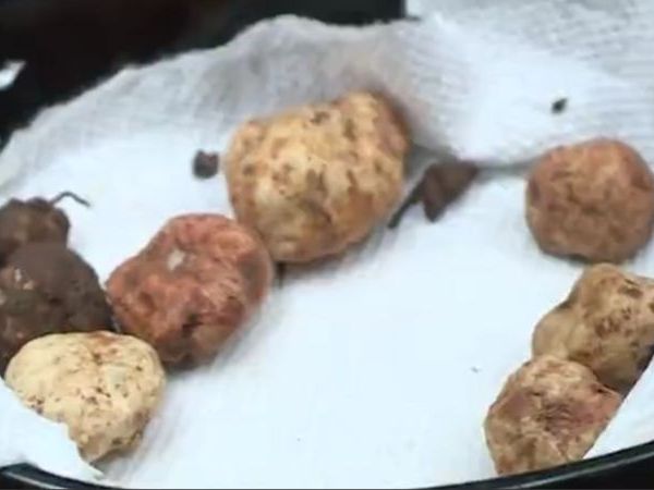 Truffles found in Oregon
