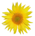 Tournesol.png