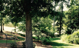 Trees In Landscape