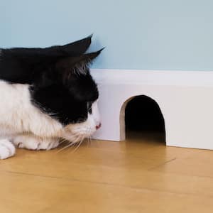 Cat watching mouse hole