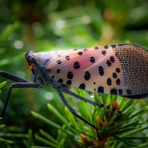 Profile of a spotted lanternfly