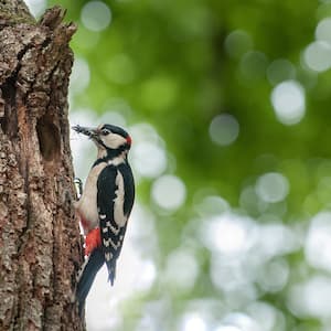woodpecker clinging on to tree     