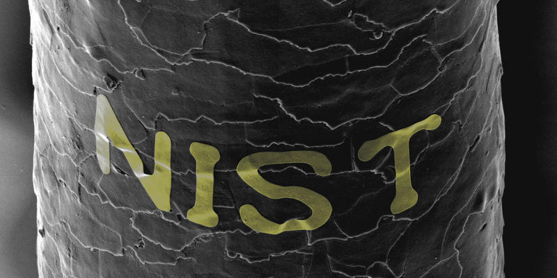 A grayscale scanning electron microscope image of a human hair with the letters N-I-S-T across it.