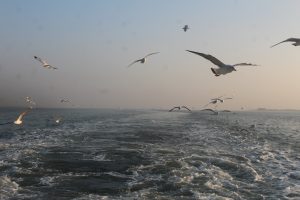 Saint Martin Island (Bengali: সেন্টমার্টিন দ্বীপ) is a small island (area only 3 km2) in the northeastern part of the Bay of Bengal, about 9 km south of the tip of the Cox's Bazar-Teknaf peninsula, and forming the southernmost part of Bangladesh.