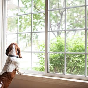 A dog staring out the window