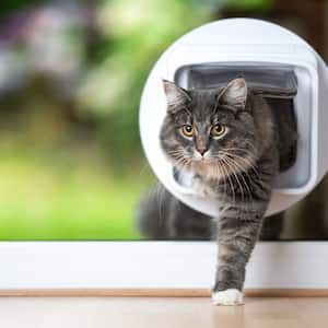 A gray cat uses a cat flap