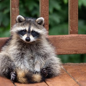 A raccoon sitting at a wooden deck