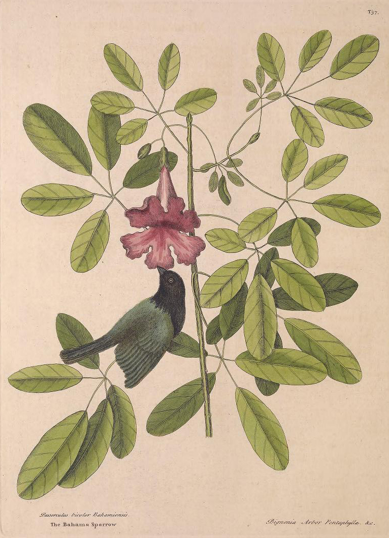 18th century natural history illustration of sparrow and plant with pink flower and green leaves.