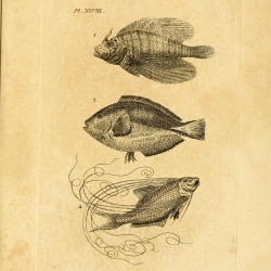 Engraved plate from Icones piscium featuring three fish