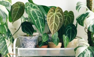 shelf of houseplants