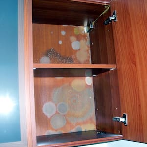 circles of mold growth in wood cabinets