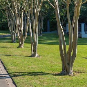 four trees planted in a row along a driveway