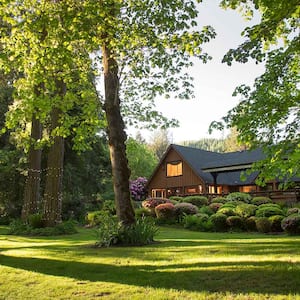 Trees in a backyard