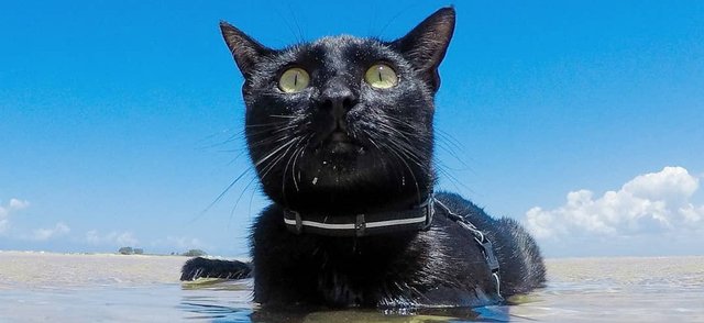 Плавающая в океане кошка покорила пользователей Сети