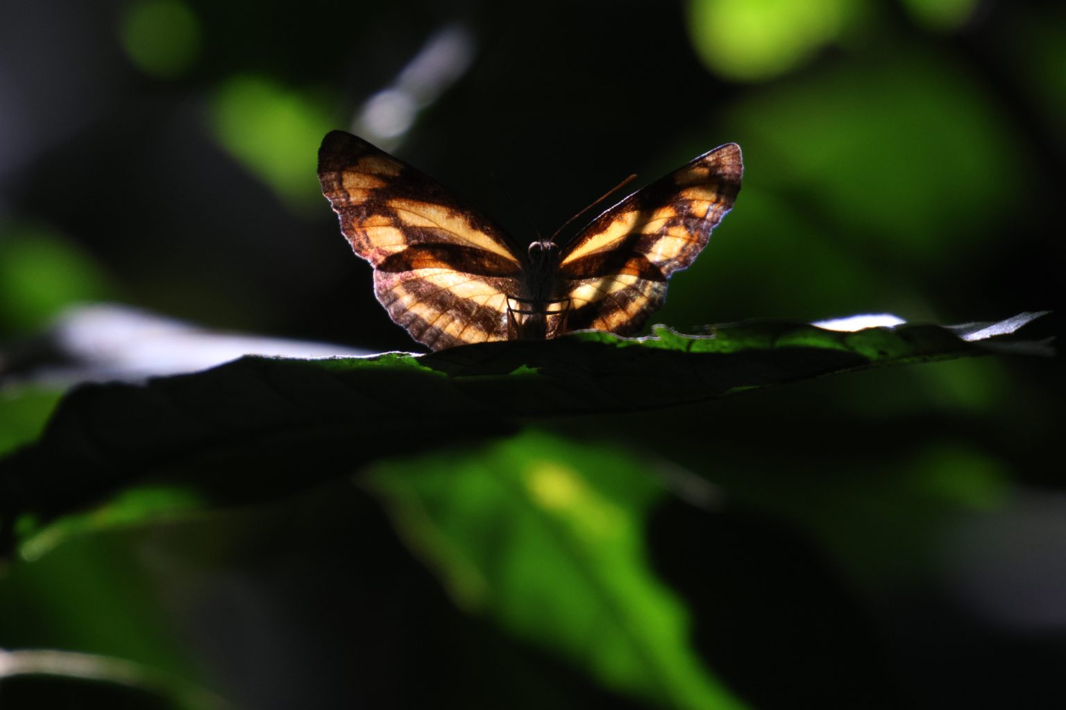 A butterfly standing on a leaf, with back light illuminating its body. Photo taken in Satchhari National Park, Bangladesh, and contributed by Muhammad Yeasin to the WordPress Photo Directory.