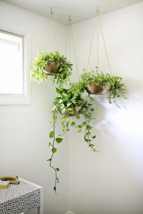 7 DIY Hanging Planters For That Empty Corner You Don’t Know What To Do With Trendy Plants, Cool Plants, Cactus Plants, Cheap Plants, Shade Plants, Live Plants, Hanging Planters Indoor, Indoor Plants, Window Hanging