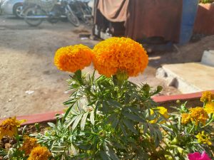 Bloomy orange marigold flower in the city of Karachi, Pakistan.