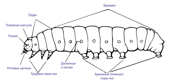 External morphology of the caterpillar RUS.png