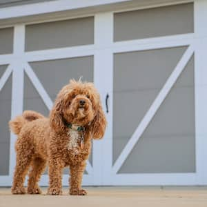 Dog in Front of Garage Door