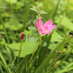 A single lily in the garden with green background