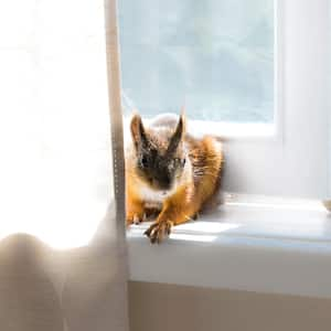 A squirrel hiding behind a curtain in a house