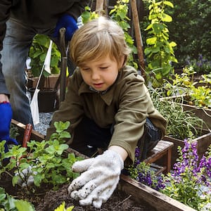 family planting vegetables from backyard garden 