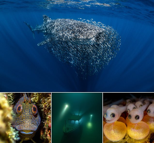 The astonishing winners of the 2023 Underwater Photographer of the Year awards revealed