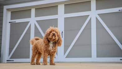 Dog in Front of Garage Door