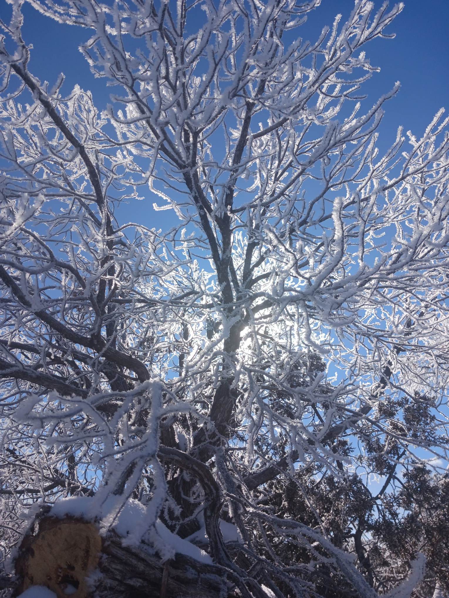 Icy morning Witch Wells Az