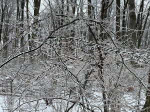 Frozen branches