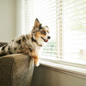 Dog sitting on a couch looking out the window