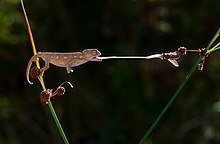 Hunter baby chameleon.jpg