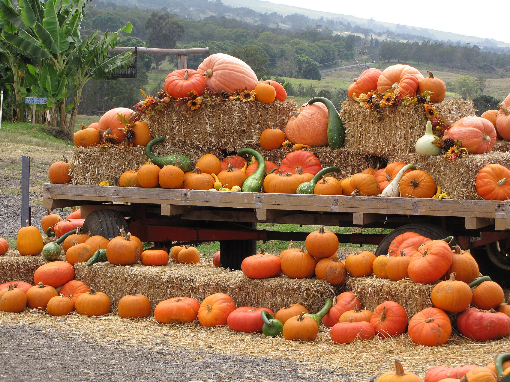 Starr-111004-0598-Cucurbita pepo-pumpkin display-Kula Country Farms-Maui (24750757239).jpg