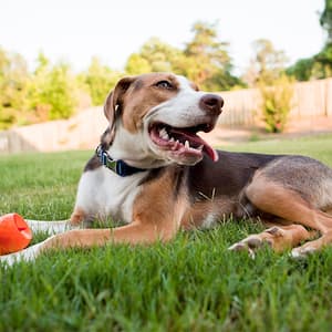 Happy dog in yard grass