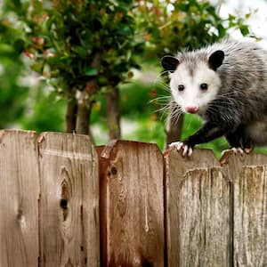 An opossum sits on a fence