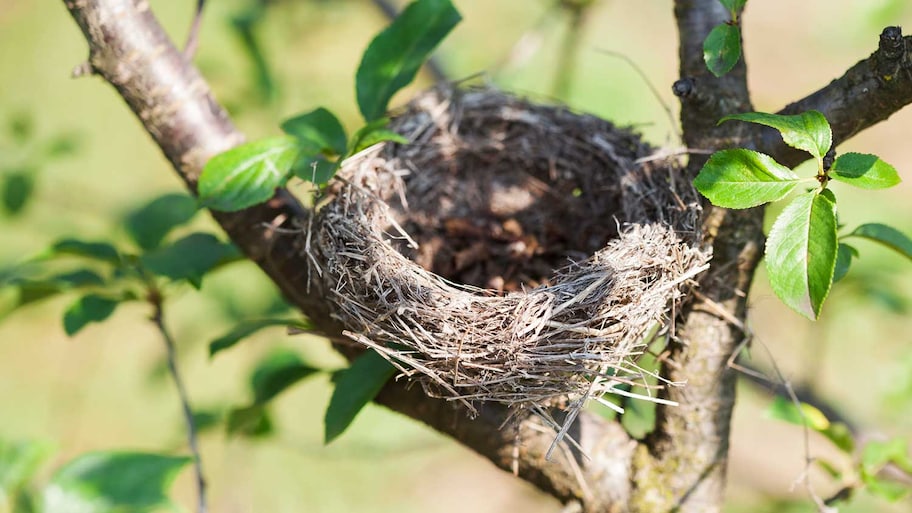 Empty bird nest on a tree branch