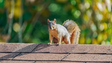 A squirrel on a roof