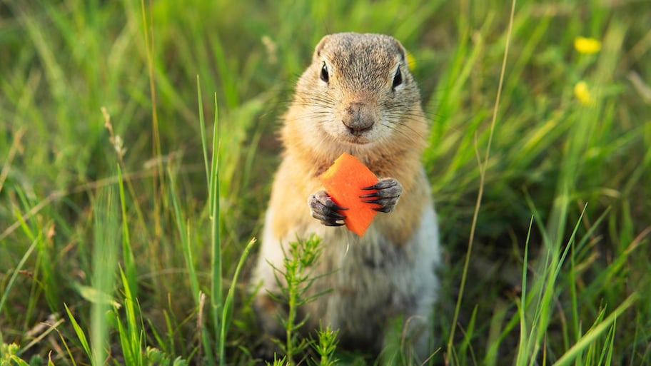 A gopher eating a carrot