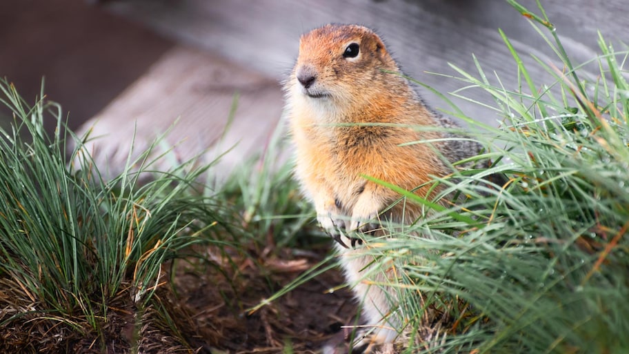 A gopher near a house