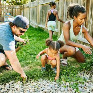A family pulling weeds in backyard garden